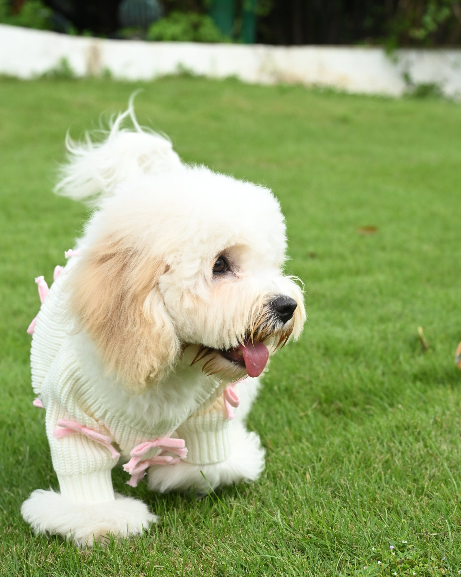 Pink Bow-3D Motif Pet Sweater - Image 9